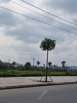 Sau nhiều tháng ế ấm, Quảng Trị bán được những lô đất đầu tiên qua đấu giá