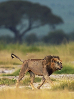 10 con sư tử bị giết trong xung đột với người chăn gia súc Kenya