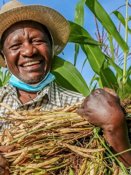 WHO hỗ trợ nông dân trồng lương thực thay thuốc lá
