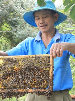 Lão nông chuyên bắt ong rừng… giùm hàng xóm, rồi thuần để khai thác mật