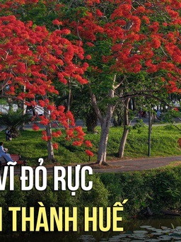 Chiêm ngưỡng cảnh phượng vĩ nở đỏ rực bên kinh thành Huế