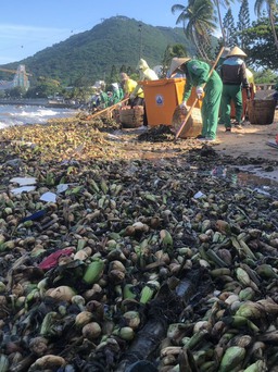 TP.Vũng Tàu: Hàng chục tấn rác thải dạt vào Bãi Trước, Bãi Dâu