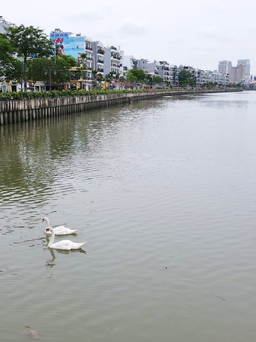 Hải Phòng: Đàn thiên nga 200 con trên sông Tam Bạc chỉ còn lại 5 con