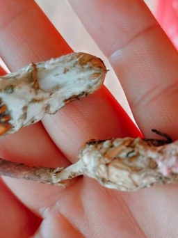 Ăn nấm mọc từ xác nhộng ve sầu, 6 người nhập viện cấp cứu vì ngộ độc
