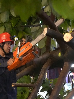 Hú vía vì cây dầu cao hơn 10 mét ở trung tâm TP.HCM bật gốc trong mưa