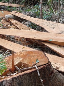 Công an Gia Lai điều tra vụ cưa hạ 52 cây gỗ rừng tự nhiên