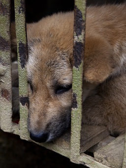 Làm gì để giải cứu hàng triệu con chó khỏi lò mổ, quán thịt chó ở Việt Nam?