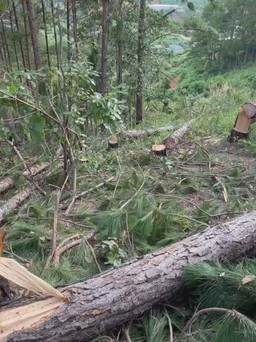 Xót xa nhìn rừng thông bị phá ở Lâm Đồng