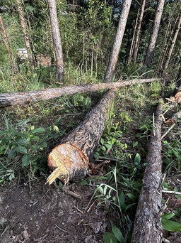 Lâm Đồng: Triệu tập 2 nghi can phá rừng thông ở H.Lâm Hà