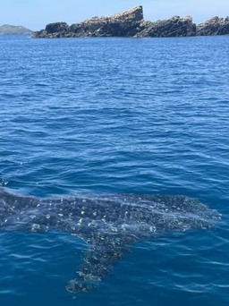 Bình Định: Cá mập hoa xuất hiện ở gần biển Kỳ Co