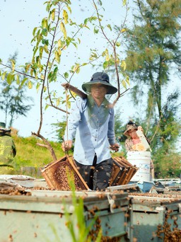 'Sống khỏe' nhờ mật ong sú vẹt ở vườn quốc gia Xuân Thủy