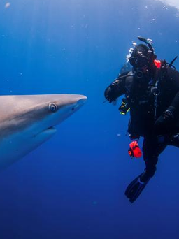 Cảnh báo nguy cơ cá mập 'ngáo' do nuốt phải cocaine bị ném xuống biển