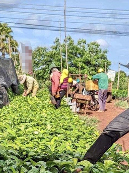 Hết sốt cây giống sầu riêng lại loạn giá cây cà phê