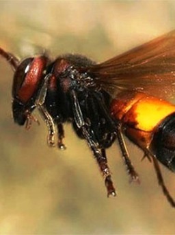 Vụ tử vong do bị ong chích: Nọc ong vò vẽ có độc tố gì?