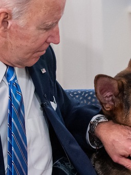 'Đệ nhất khuyển' của Tổng thống Biden lại gây rắc rối ở Nhà Trắng