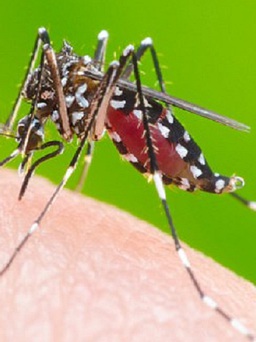 Những yếu tố khiến bạn 'hấp dẫn' loài muỗi