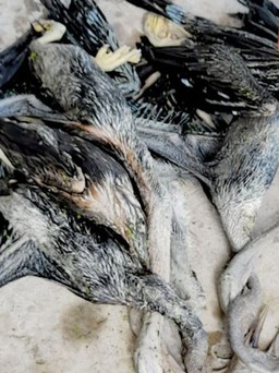 Hết mồi nhậu, vào Vườn quốc gia U Minh Thượng săn chim quý, bị tạm giữ hình sự
