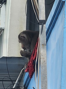 Thổi thuốc gây mê con khỉ quậy phá khu dân cư ở TP.HCM