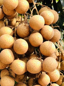 Nhãn trồng ở Đồng Tháp ngon hơn ở Thái, sao xuất khẩu vẫn khó?