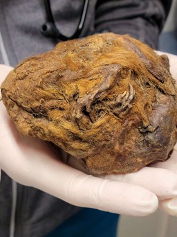 Hé lộ bất ngờ trong 'quả bóng lông' được thợ đào vàng Canada phát hiện