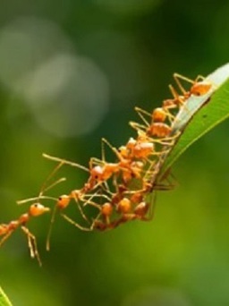 Vì sao kiến cắn có thể gây sốc phản vệ?