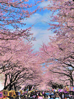 Khám phá vẻ đẹp rực rỡ của lễ hội hoa anh đào tại Tokyo và Kyoto