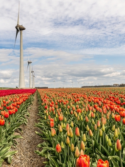 Mùa hoa tulip ở Hà Lan - điểm dừng chân lãng mạn không thể bỏ lỡ