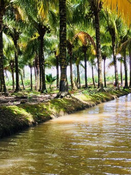 Cô gái gác bằng cử nhân, về cù lao làm du lịch với vườn dừa