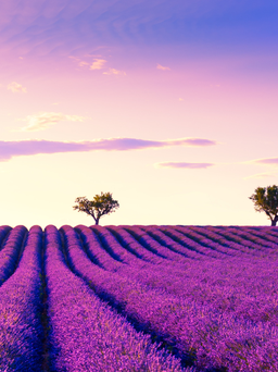 Mùa hoa lavender ở Pháp: khi vùng Provence mê hoặc bằng sắc tím