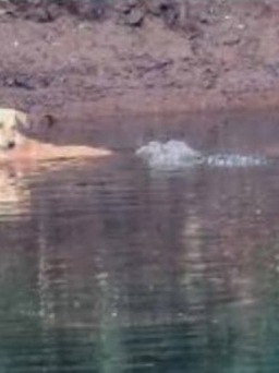 Đàn cá sấu cứu chú chó rơi xuống sông khiến giới khoa học bất ngờ