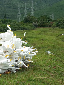 Thừa Thiên - Huế: Tiêu hủy hàng nghìn dụng cụ và 'con mồi' bẫy chim trời