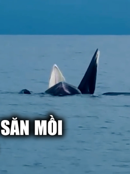 Đàn cá voi ‘trình diễn’ săn mồi trên vùng biển Cô Tô