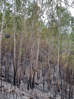 Phú Yên: Một người tử vong khi tham gia chữa cháy rừng