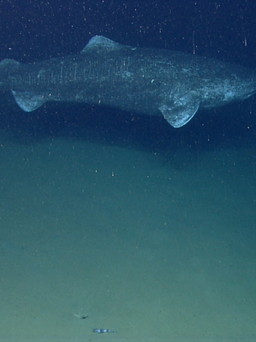 Phát hiện mới về loài cá mập lâu đời nhất trên Trái đất