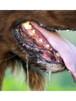 Cà Mau: Xuất hiện 4 ổ dịch bệnh dại trên chó chỉ trong 10 ngày