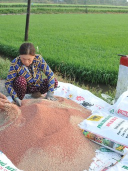 Nhà nông lại lo phân bón ăn mòn lợi nhuận