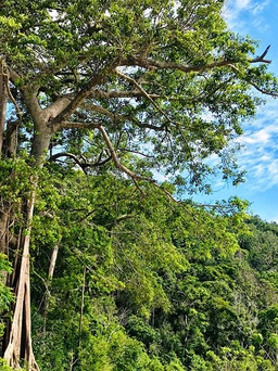 Độc đáo cây di sản Việt Nam: Cung đường cây di sản trên đảo tiền tiêu