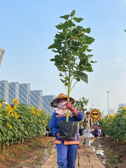 Bờ sông Sài Gòn sẽ trồng thêm 20.000 cây hướng dương phục vụ Tết Nguyên đán