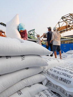 Giá gạo Việt 'vững ngôi' cao nhất thế giới