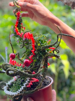 Chơi tết với bonsai hình rồng, giá chỉ trăm ngàn đồng cho tiết kiệm