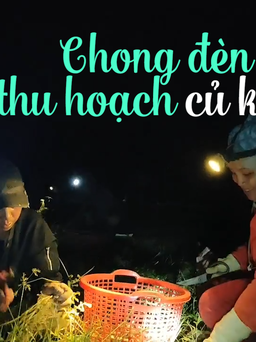 Nông dân Ninh Thuận chong đèn xuyên đêm thu hoạch củ kiệu cho mùa tết