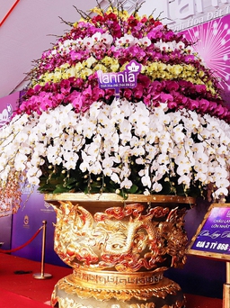 Ngắm chậu lan hồ điệp dát vàng 24K được rao bán với giá 3,8 tỉ ở Hà Nội