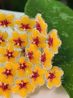 Bộ sưu tập gần 500 loài hoa cẩm cù ở đảo ngọc