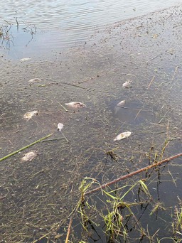 Bình Định: Nguyên nhân cá chết hàng loạt tại đầm Trà Ổ
