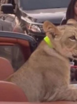 Thái Lan truy tố chủ của con sư tử ngồi siêu xe dạo phố