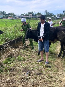 Thuê xe tải từ Đà Nẵng vào Quảng Nam để trộm bò