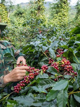 Cà phê Việt 'vẽ' lại thị trường thế giới