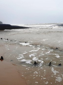 Khẩn trương khai quật 'tàu cổ' phát hiện tại bờ biển Hội An