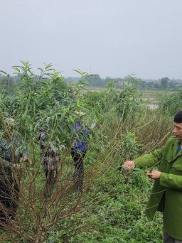 'Thủ phủ' đào phai vào vụ tuốt lá