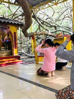 Độc đáo cây di sản Việt Nam: Giàn gừa 150 tuổi với những 'cánh tay' siêu dài